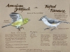 Goldfinch-Titmouse-02